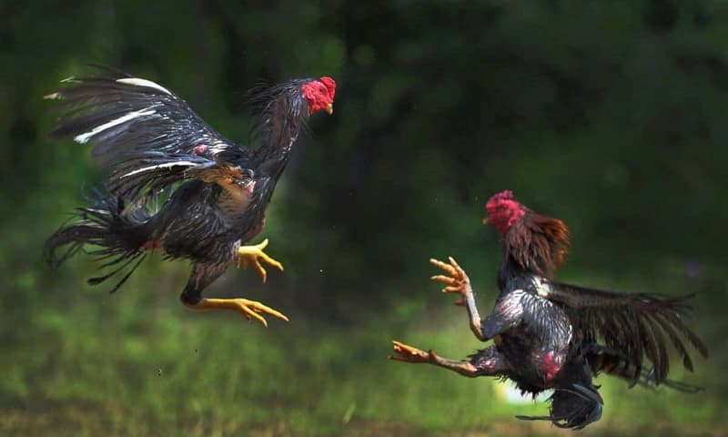 Đá gà Thomo tại XOSO66 - Hợp pháp, quy mô bậc nhất ĐNA 2 Các trận đá gà Thomo tại XOSO66