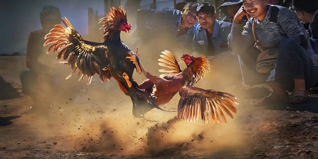 Đá gà Thomo tại XOSO66 - Hợp pháp, quy mô bậc nhất ĐNA 3 Cược chọi gà Thomo tại XOSO66