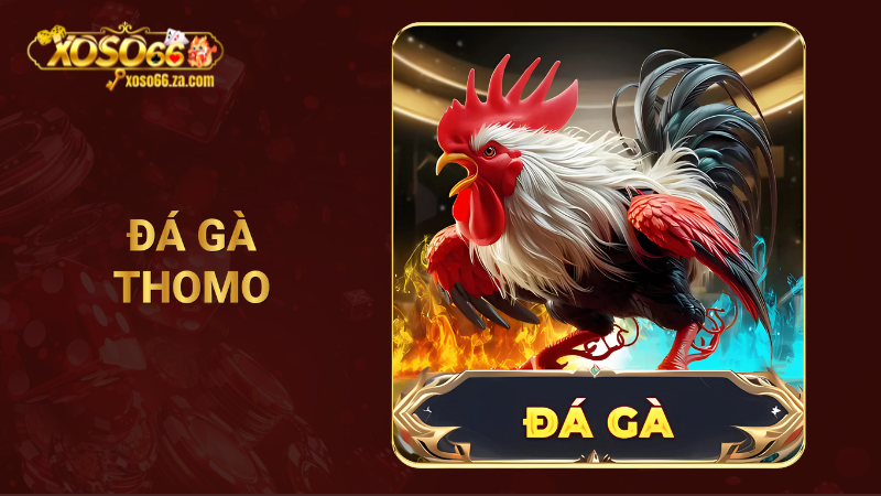 Đá gà Thomo tại XOSO66 - Hợp pháp, quy mô bậc nhất ĐNA 1 Đá gà Thomo
